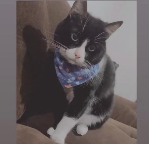 MITTENS