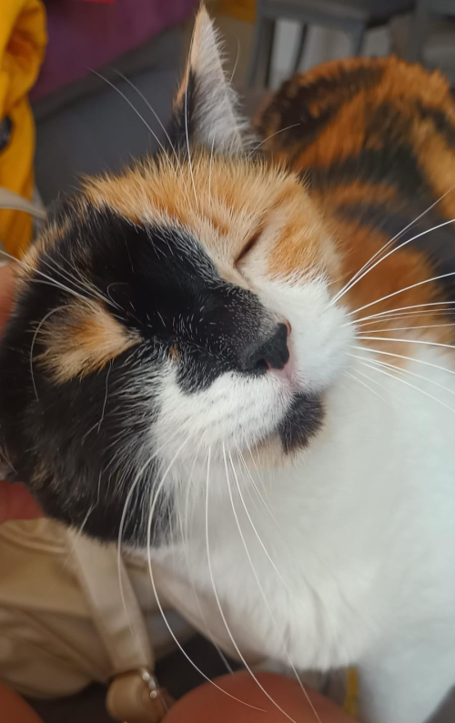 MICHI
