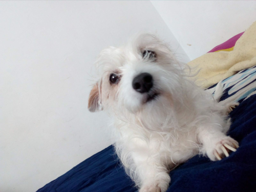 LILA