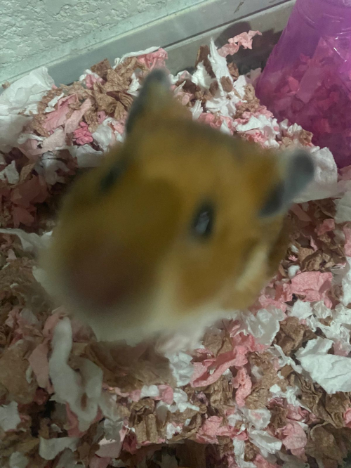 BOLITA