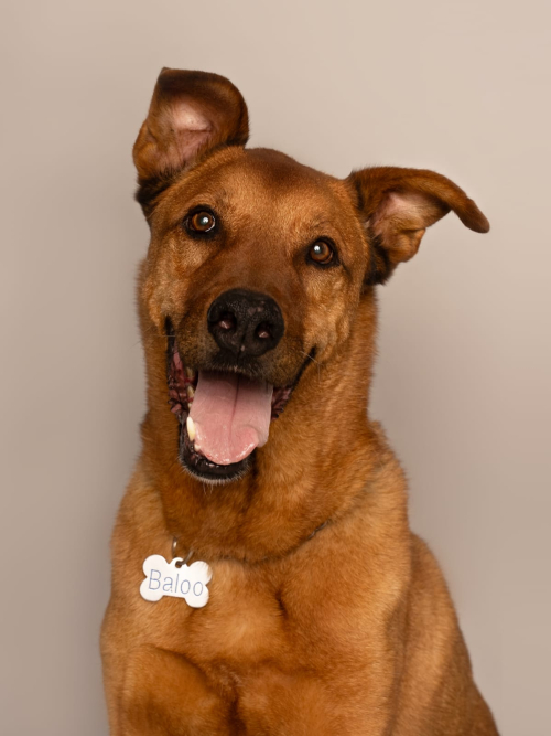 BALOO