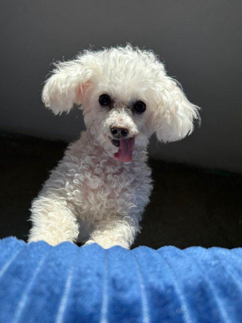 PILI