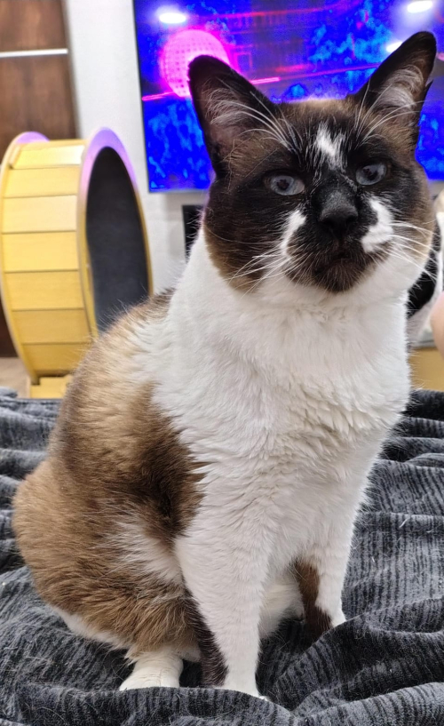 COCO