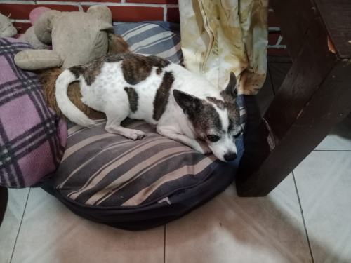 CHESTER