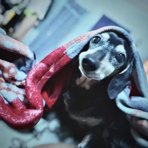 CACHORRITO