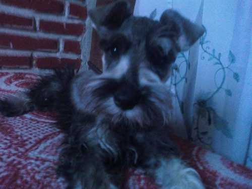 MAFY