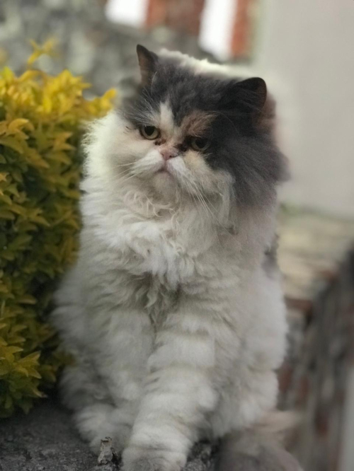LIA