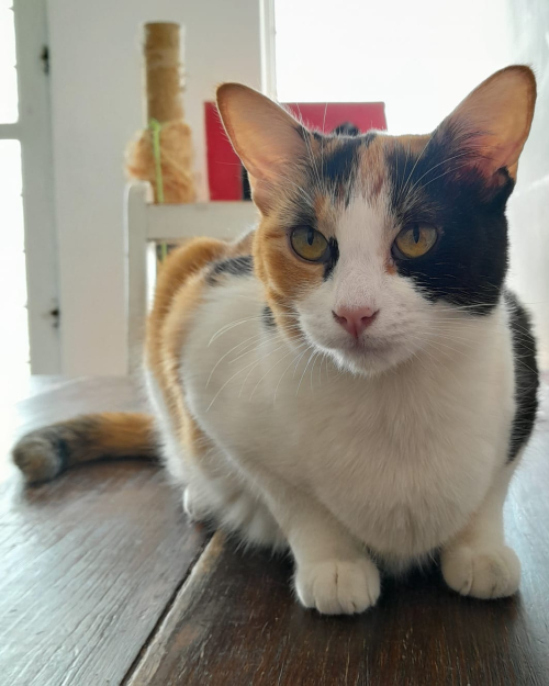 MANCHITAS