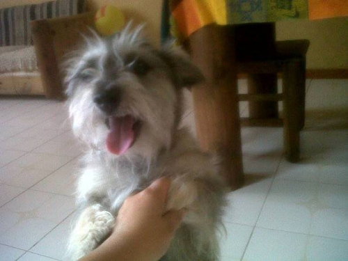 LOLA
