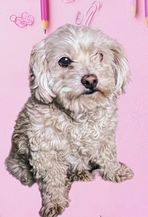CANELA