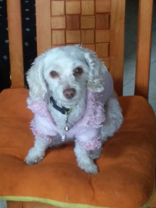 PUQUIS